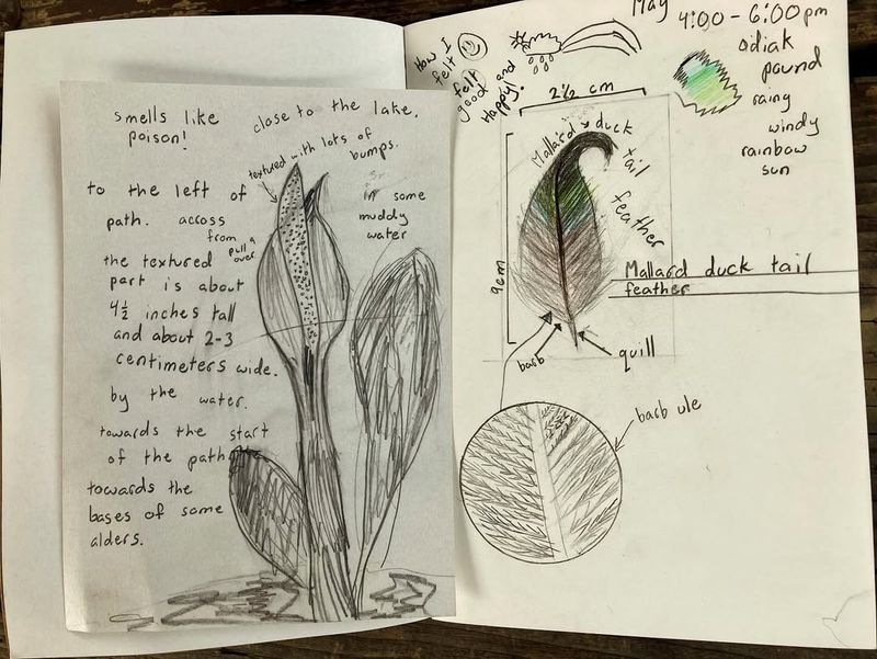 Nature Journaling as Therapy