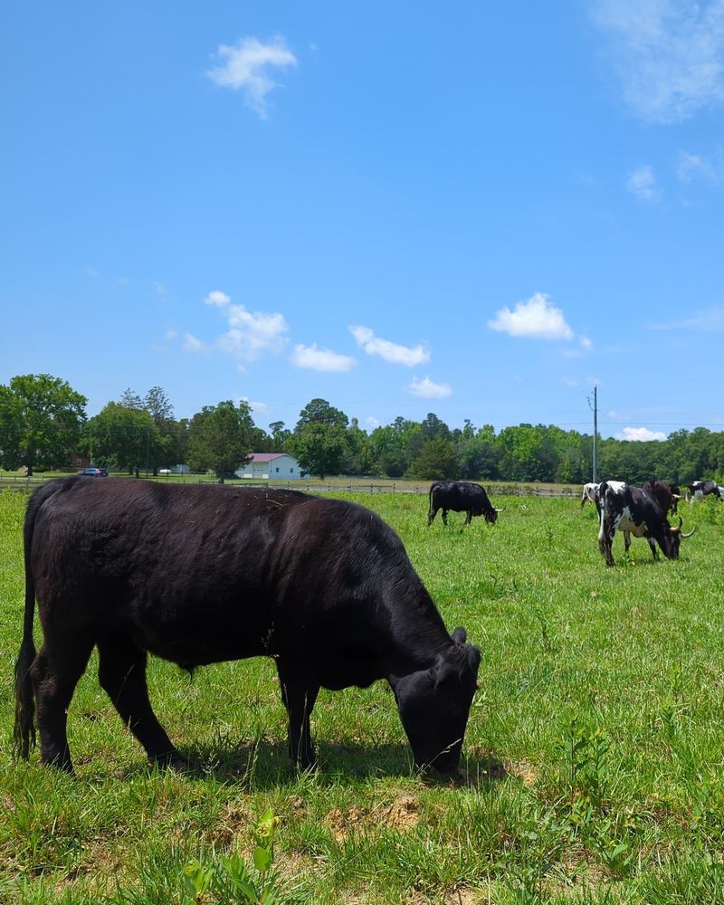 Livestock Animals