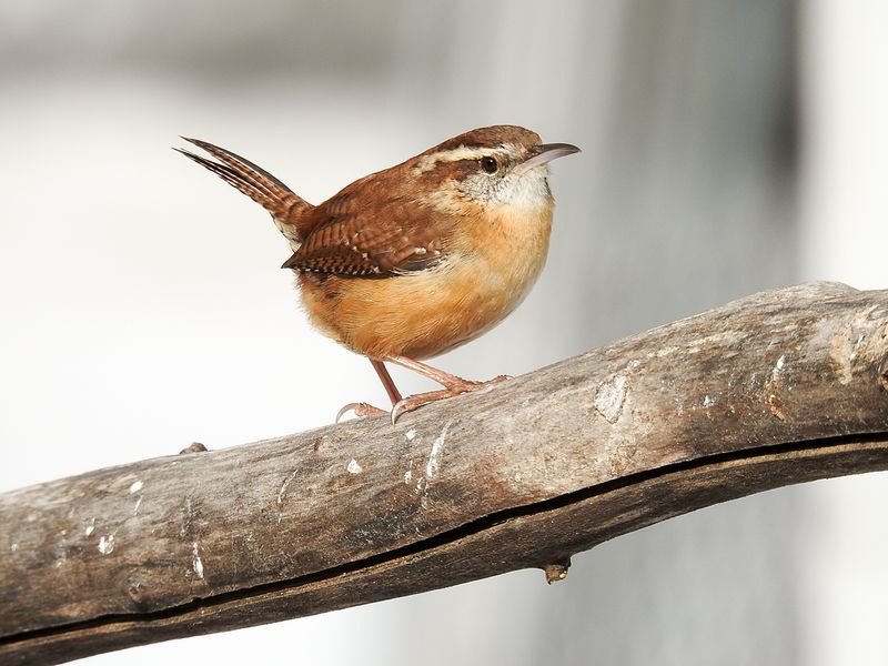 Carolina Wren