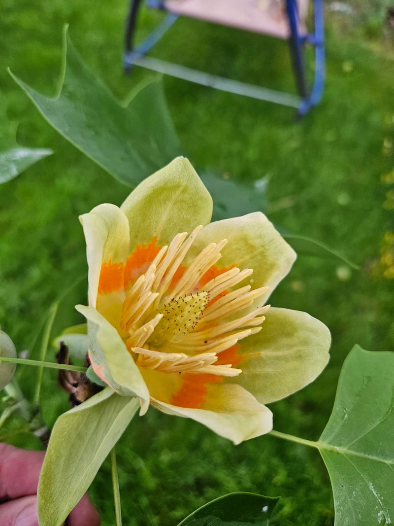 Tulip Poplar
