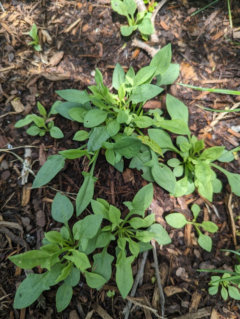 Sheep Sorrel: Tangy Wild Treat