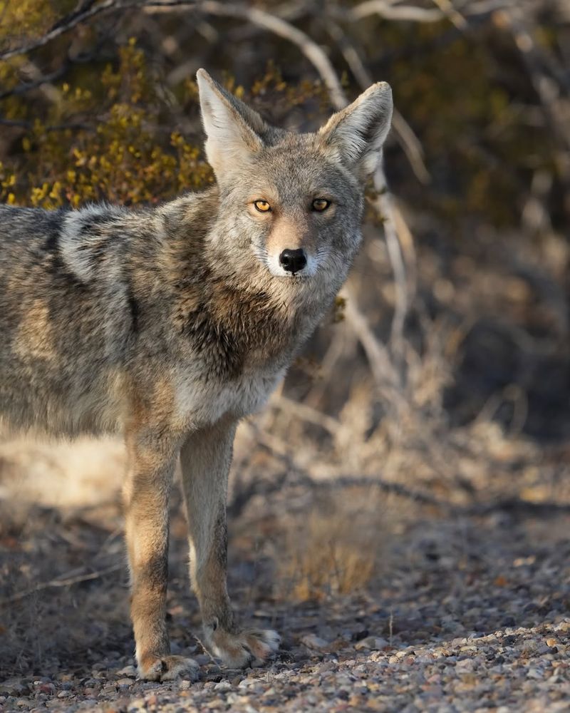 Coyote Visitors