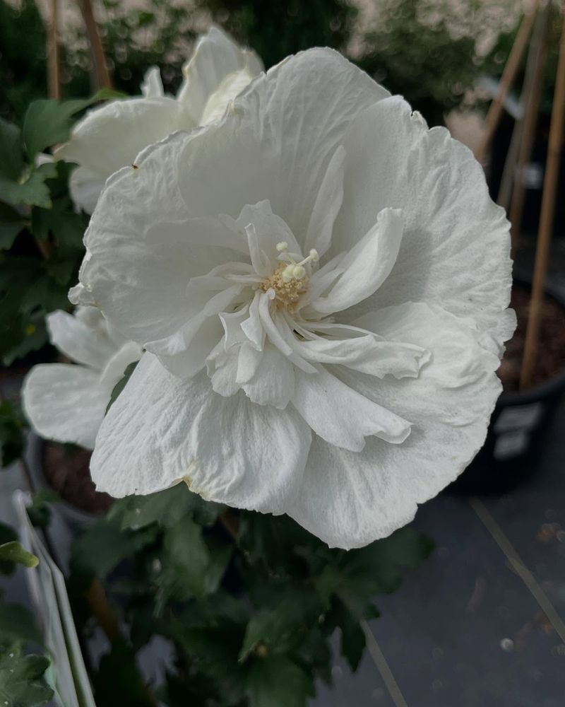 White Chiffon