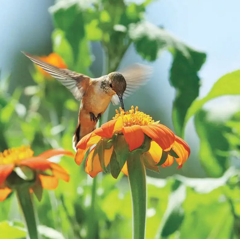 Mexican Sunflower