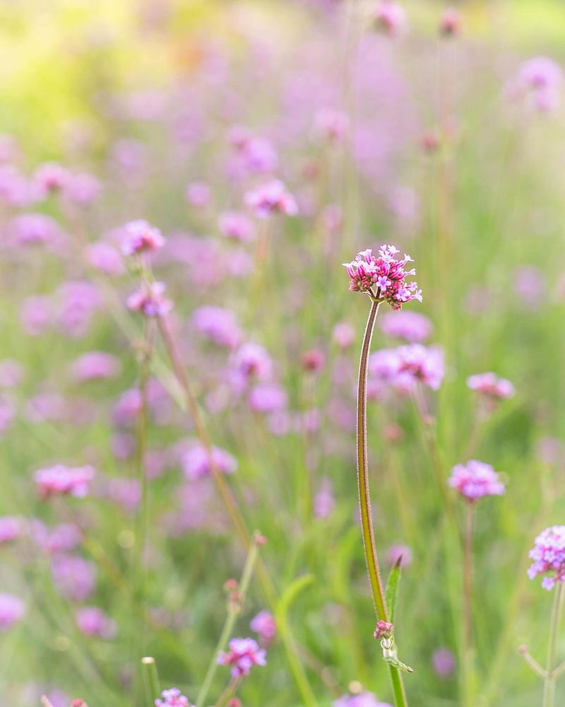 Verbena Bonariensis