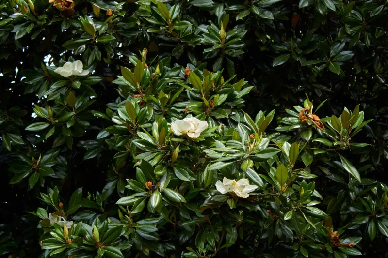 Magnolia