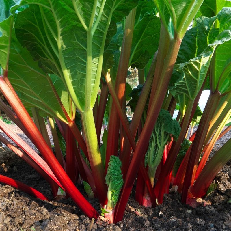 Rhubarb