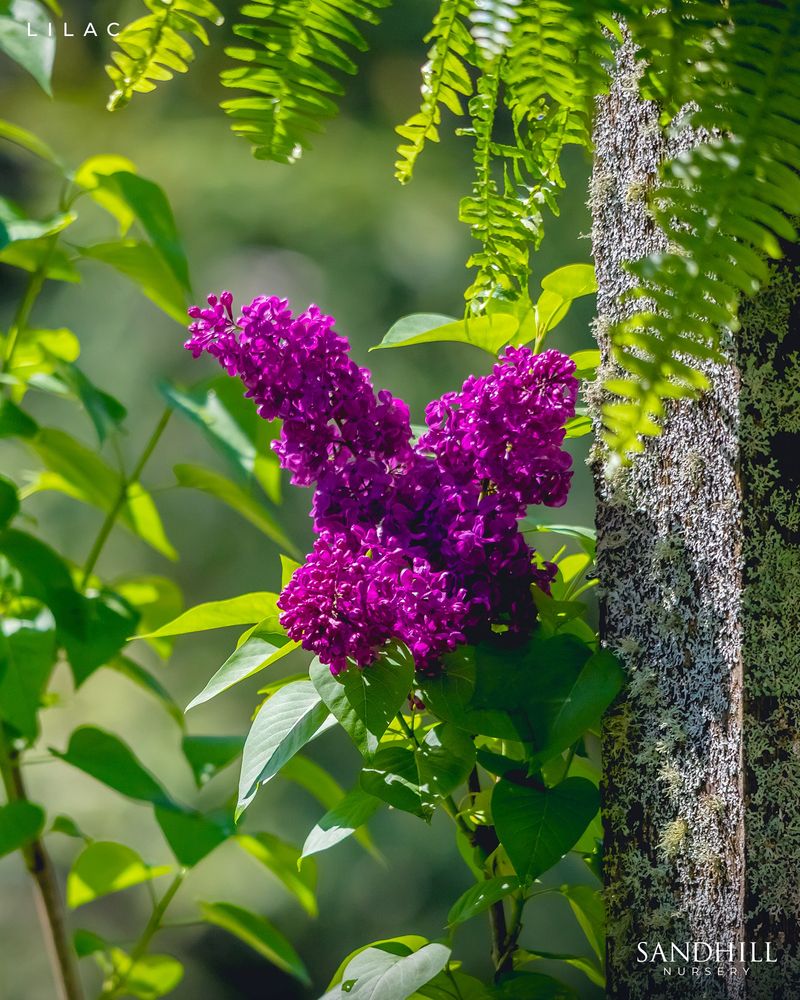 Royalty Lilac