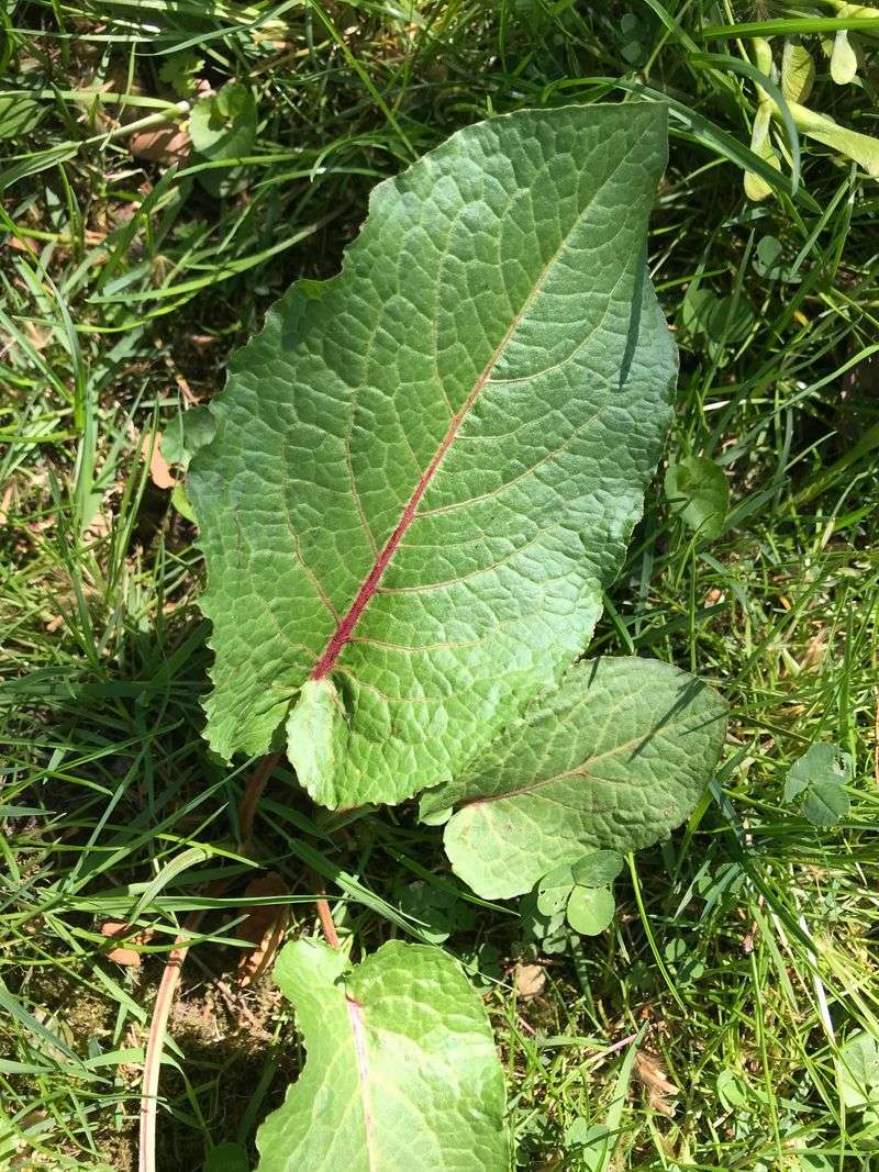 Broadleaf Dock Reveals Iron-Rich Clay