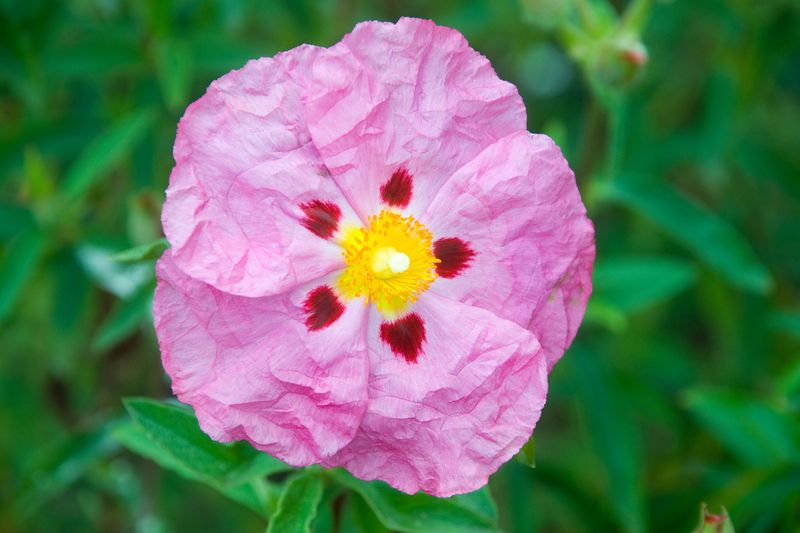 Rockrose - The Heat-Loving Shield