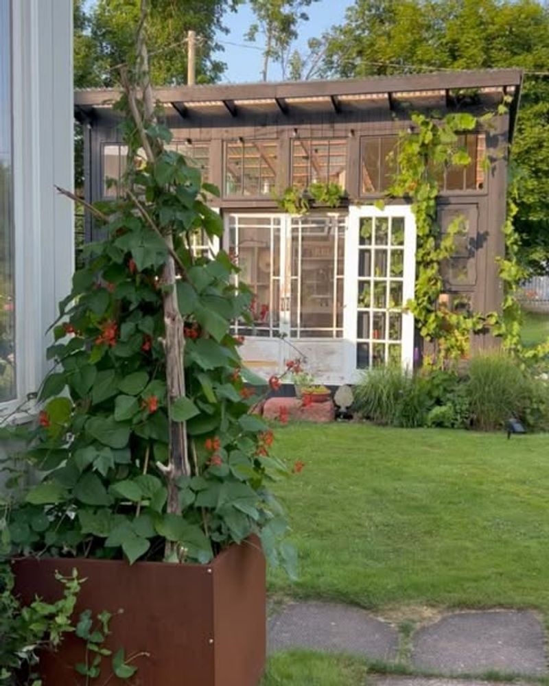 Scarlet Runner Beans