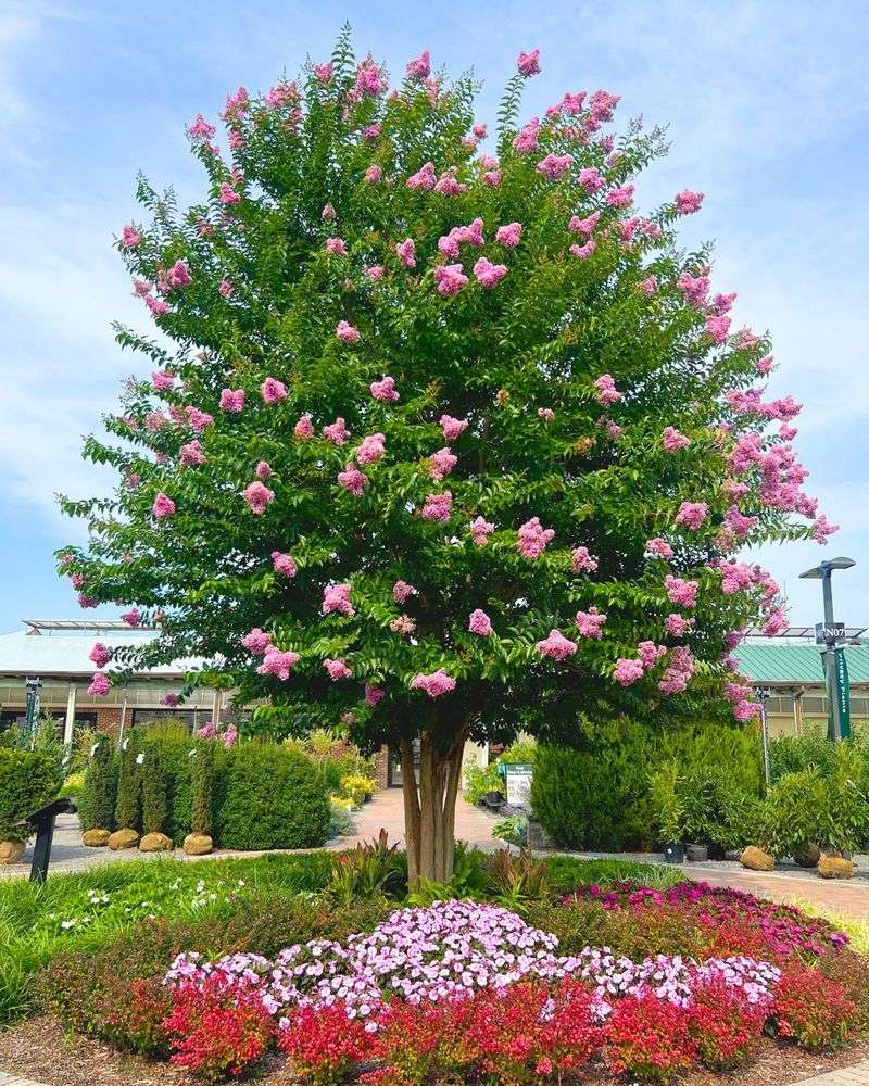 Crape Myrtle