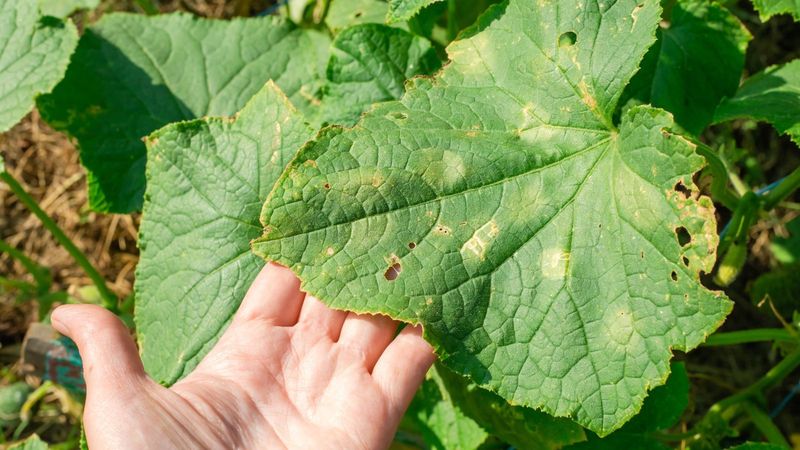 Fertilizer Making Plants More Vulnerable To Weather Stress