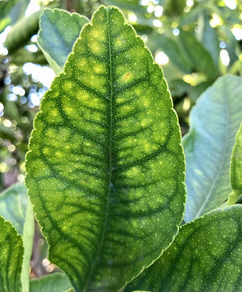 Leaf Deformities