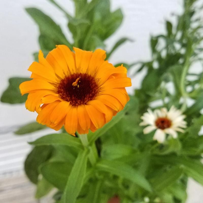 Flower Heads Remain Closed During Peak Daylight