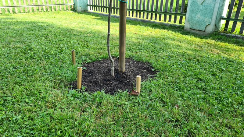 Lawn Mower Protection Around Trees And Beds