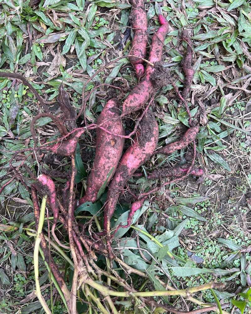 Easier Harvest For Root Vegetables