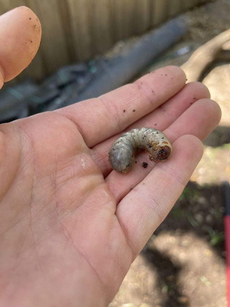 Habitat Creation For Beneficial Creatures