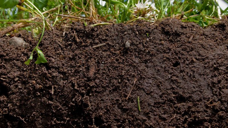 Creates Richer Soil Structure