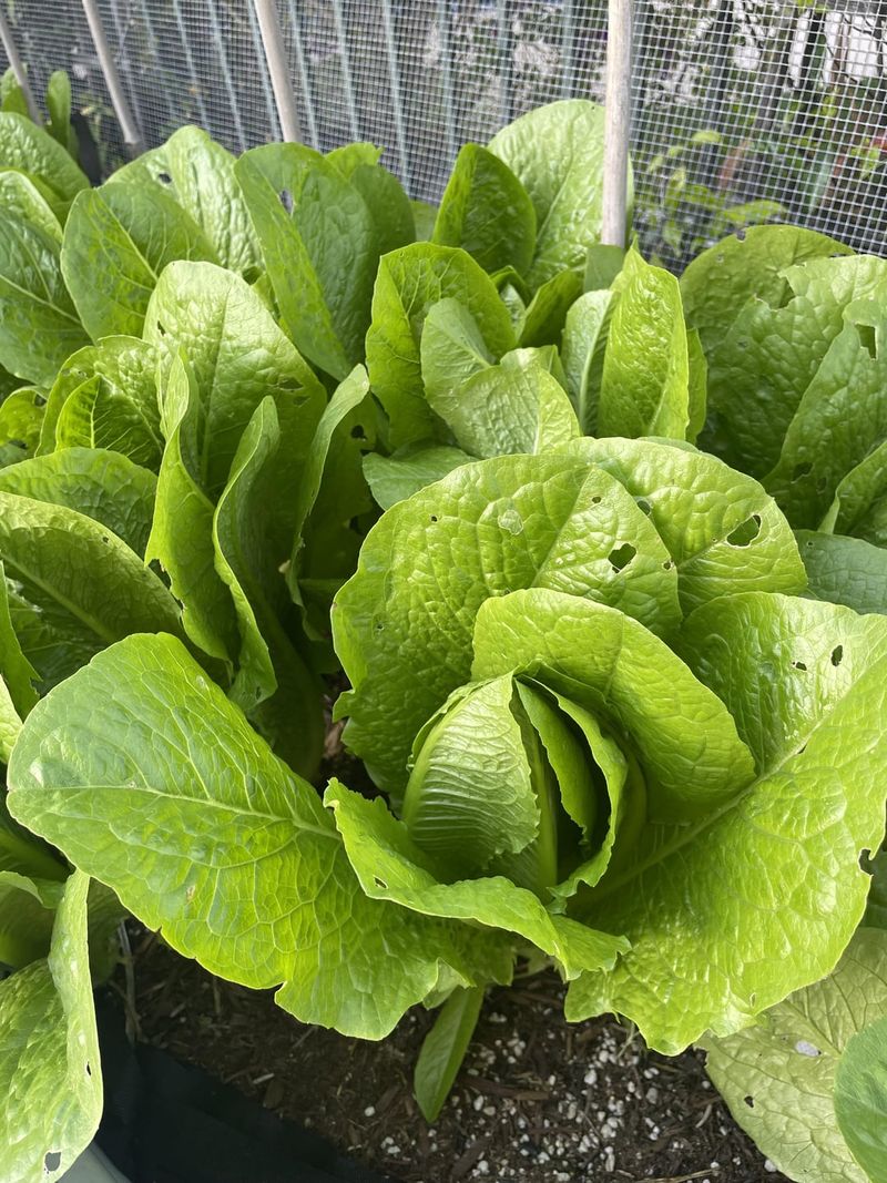 Minimizes Pest Damage Without Effort