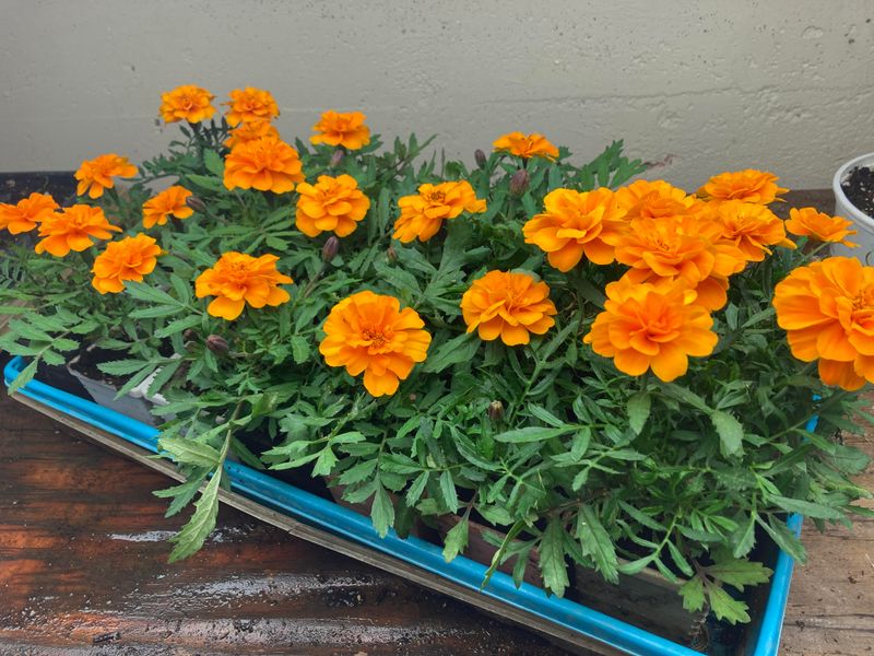 Strengthens Plant Structure