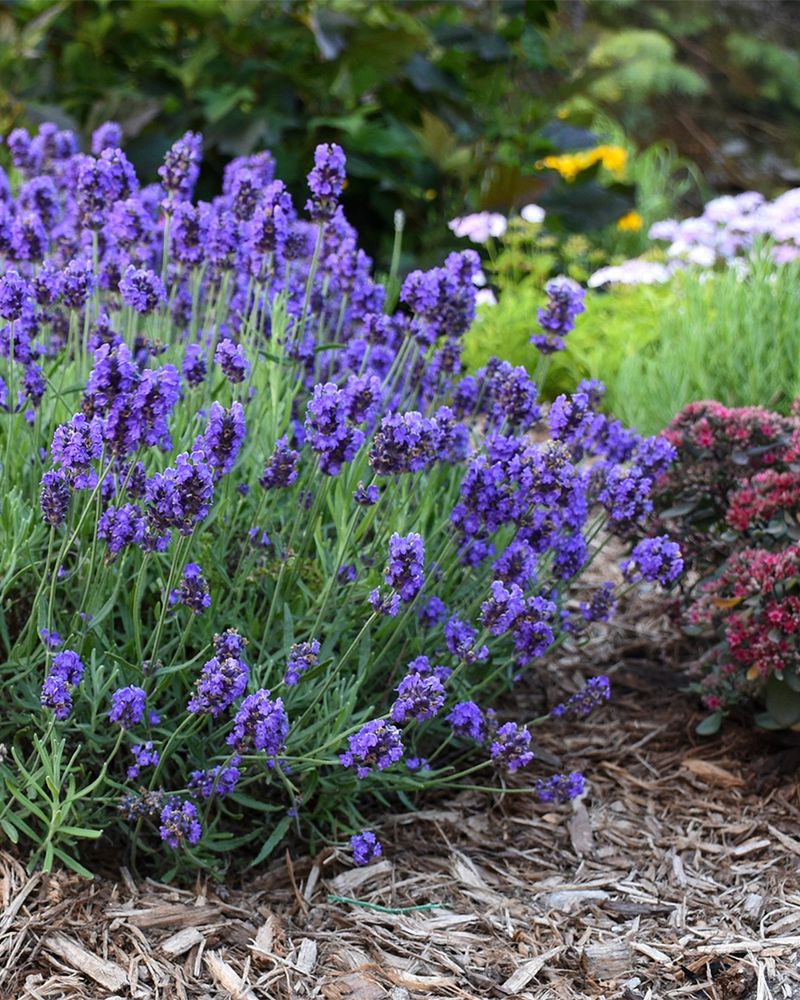 Survives Winter Beautifully