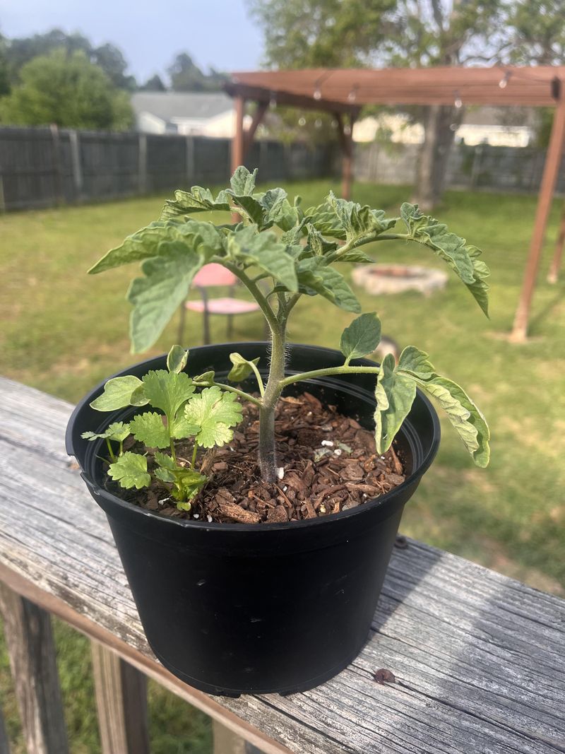 Minimizes Leaf-to-Fruit Ratio