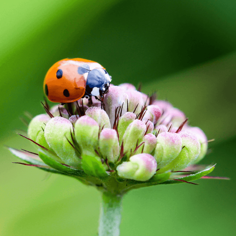 Predatory Insects Attraction