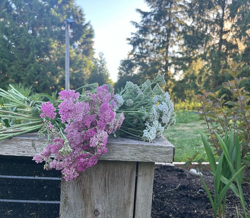 Trim Yarrow for Extended Blooming and Sturdier Stems