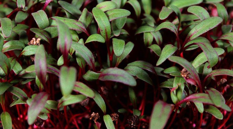 Microgreens Approach For Beet Tops