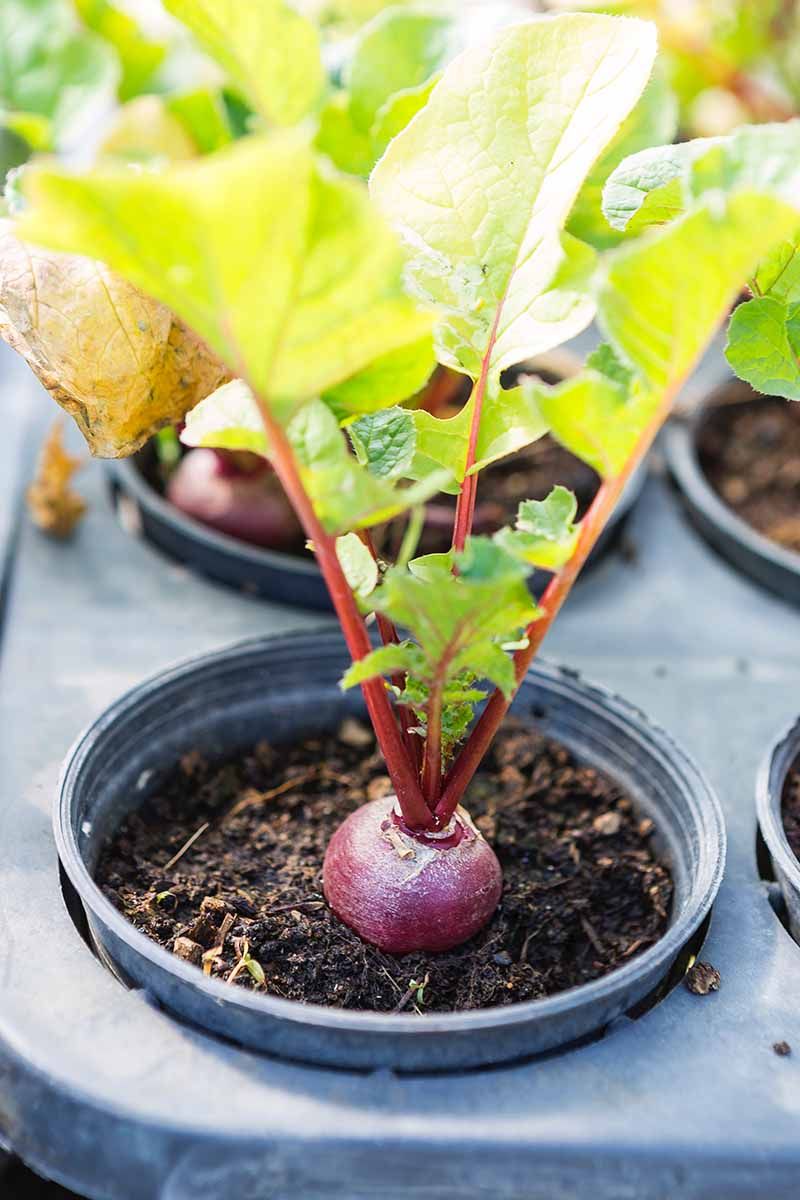 Soil Tray Method For Beet Scraps