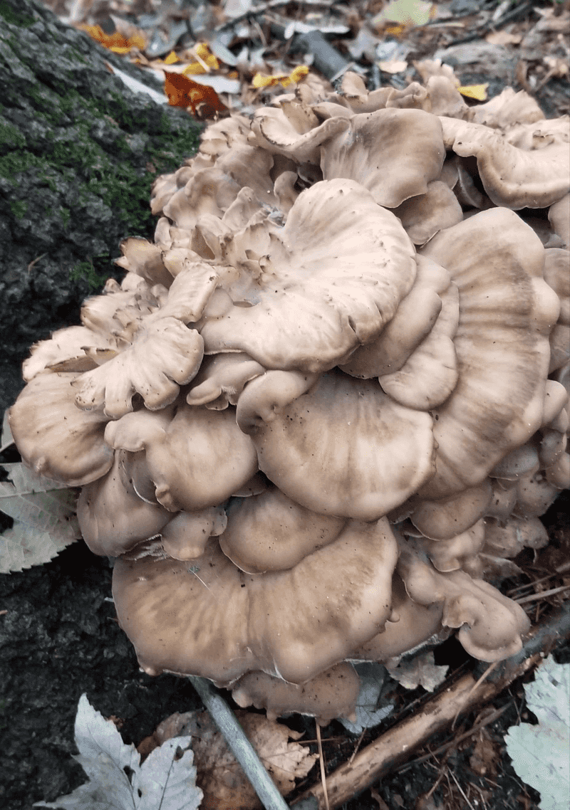 Hen of the Woods (Grifola frondosa)