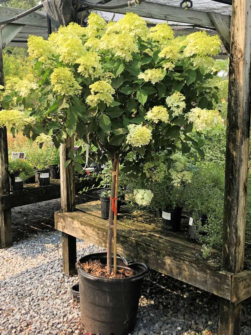 Create Stunning Container Specimens