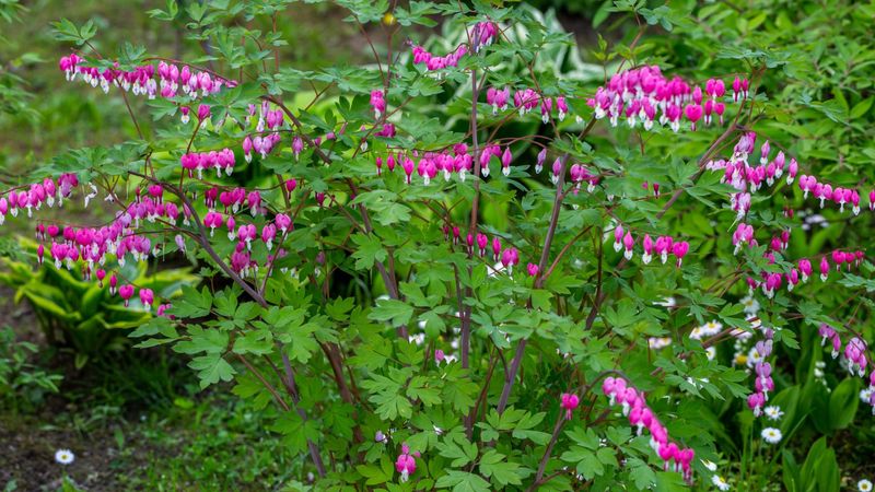 Give Bleeding Hearts a Fresh Start After Spring