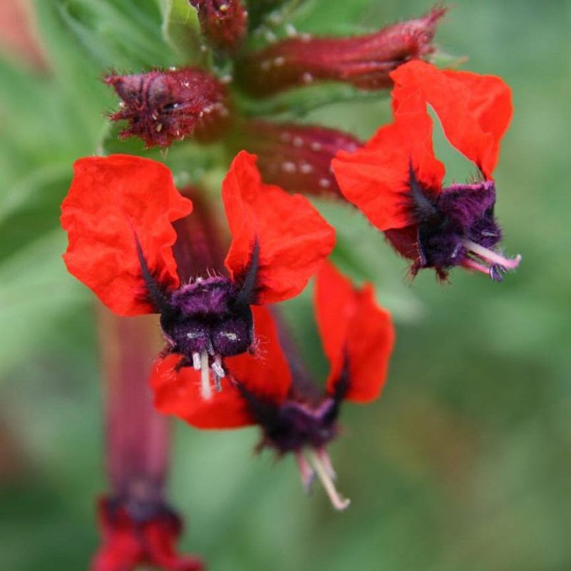 Unique Cuphea