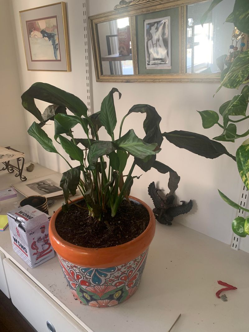 Correct Pot Size Issues
