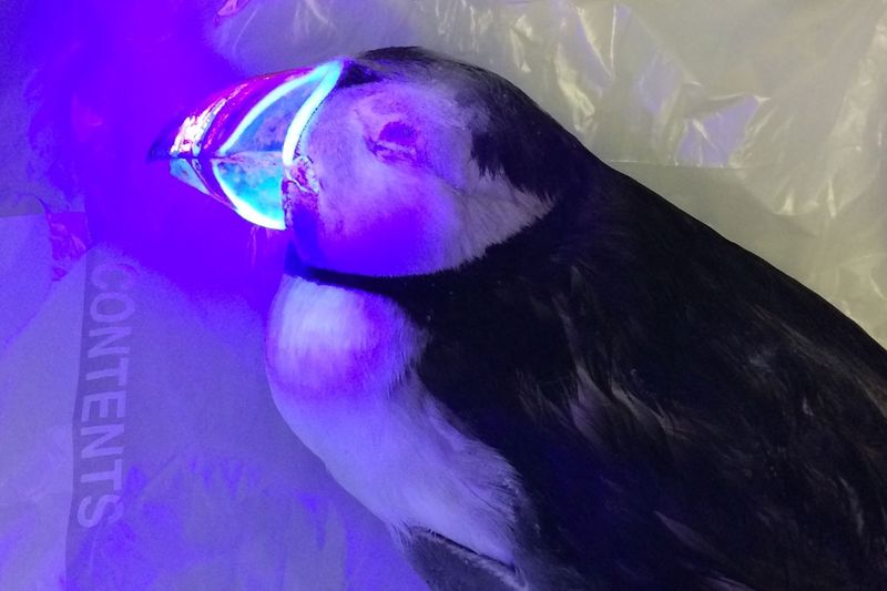 Fluorescent Beaks
