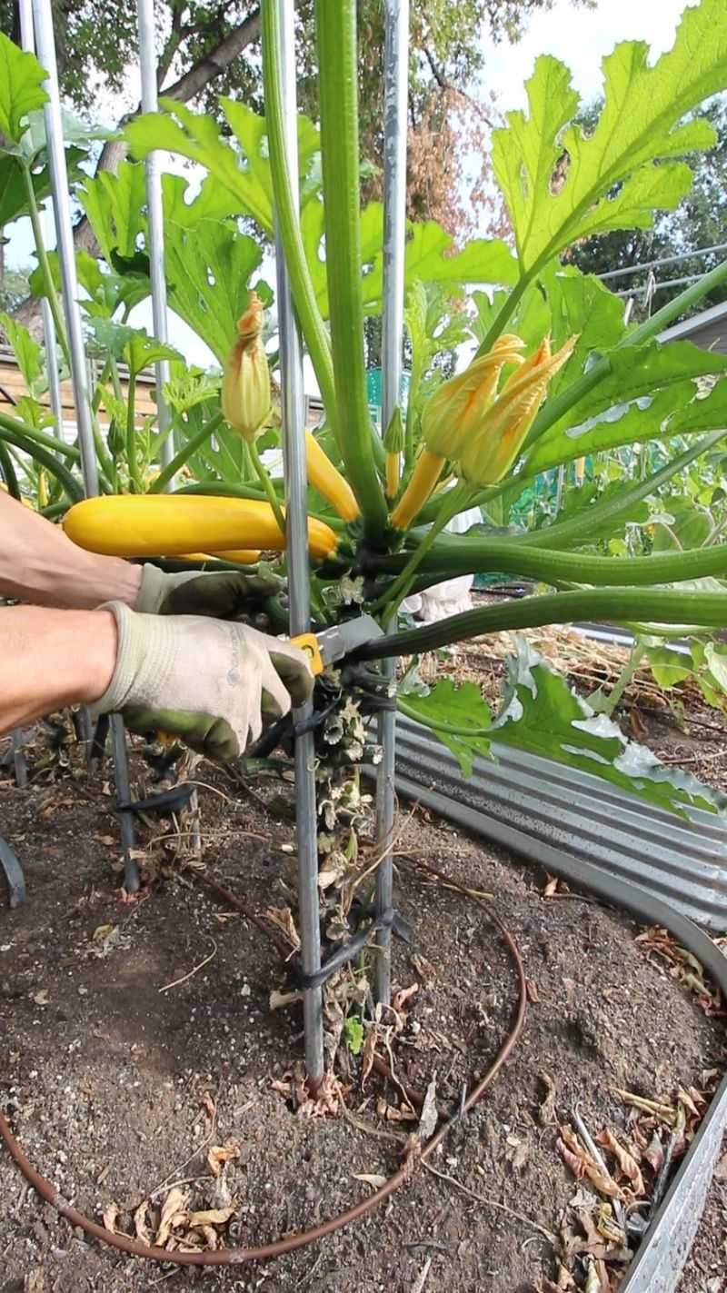 Prune After Harvesting First Fruits