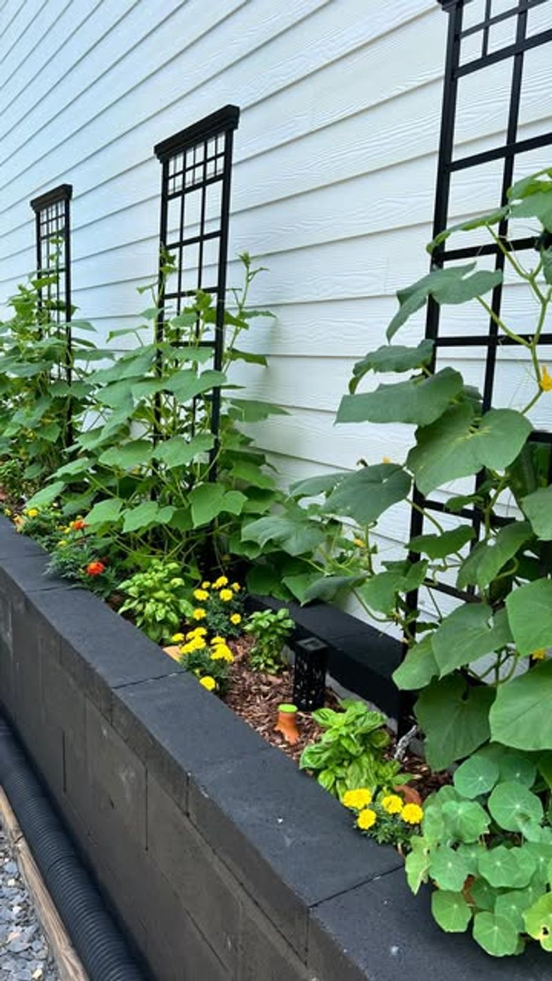 Prune Lower Leaves To Prevent Disease