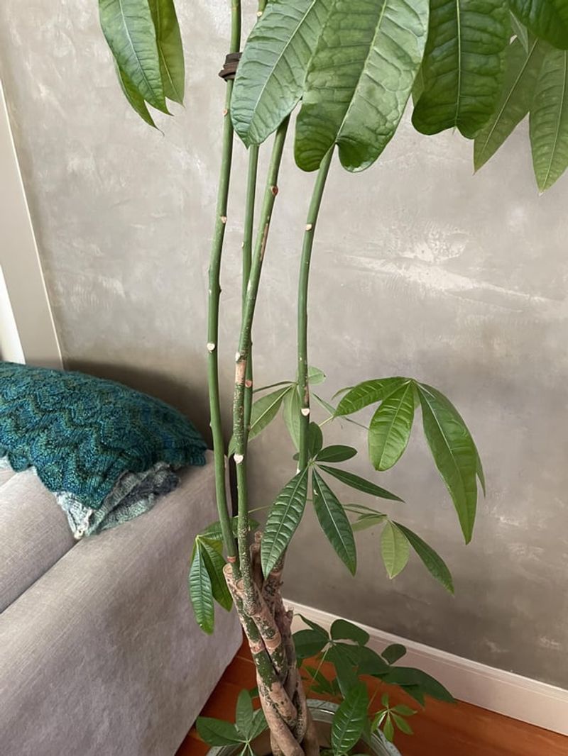 Trim Leggy Growth