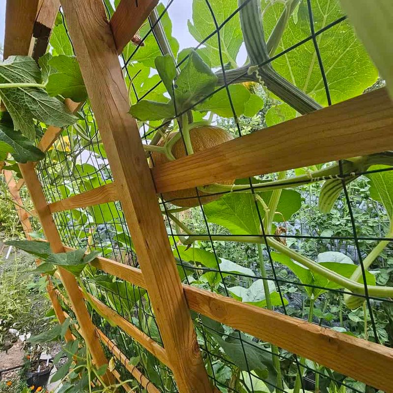 Train Vines Along Trellises