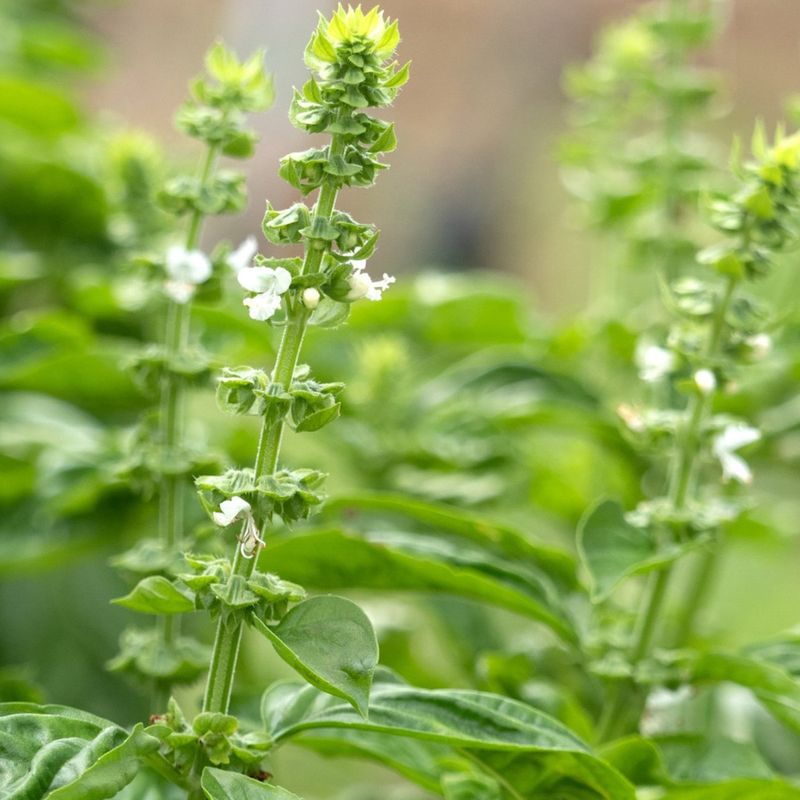 Skip Saving From Stressed Plants