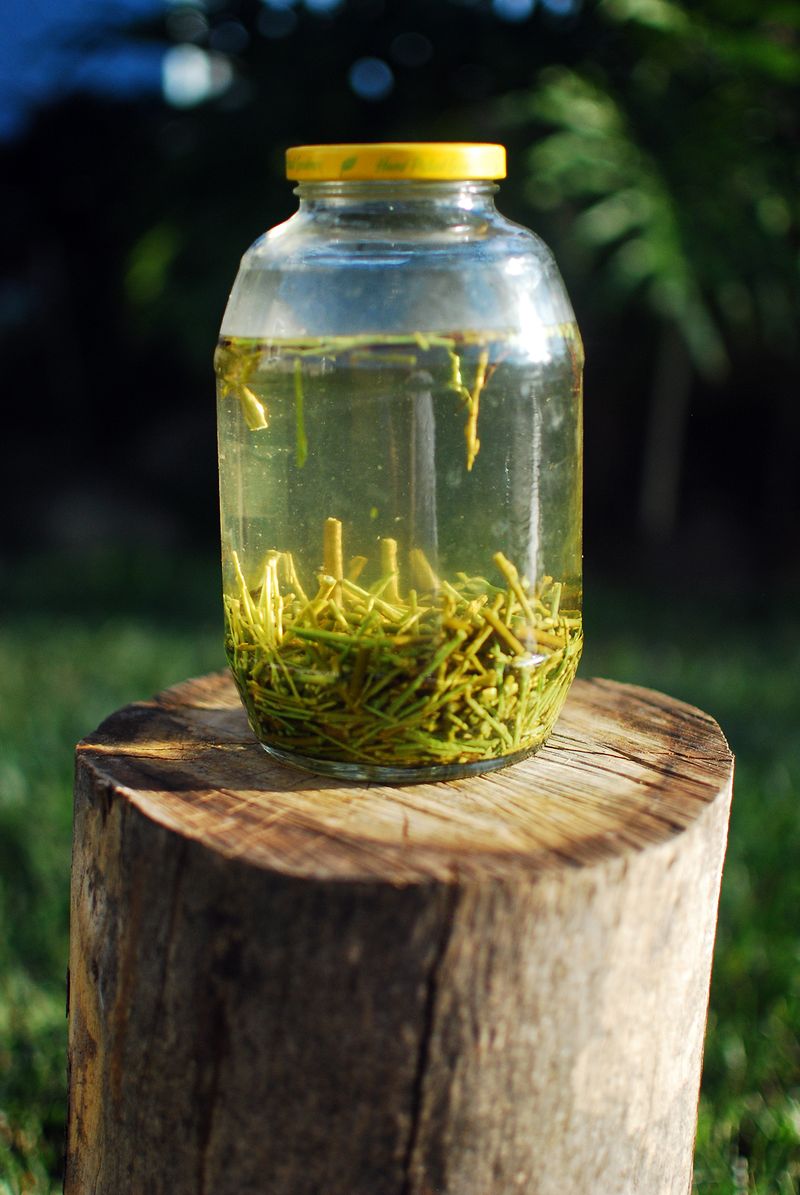 Pre-Soak Your Cuttings