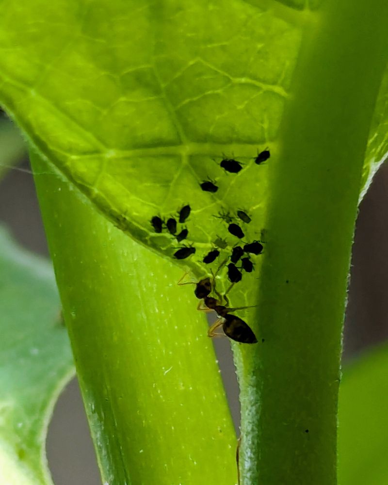 Deters Ants and Whiteflies