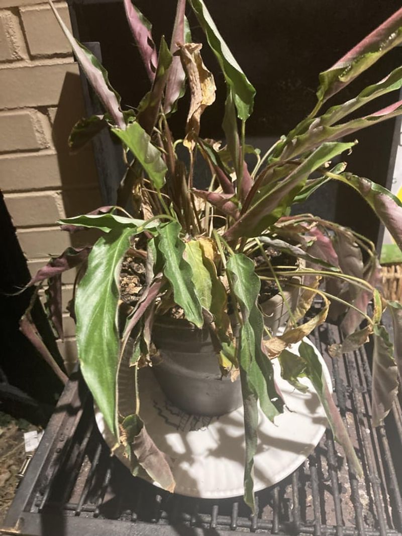 Deodorizes Sour Soil