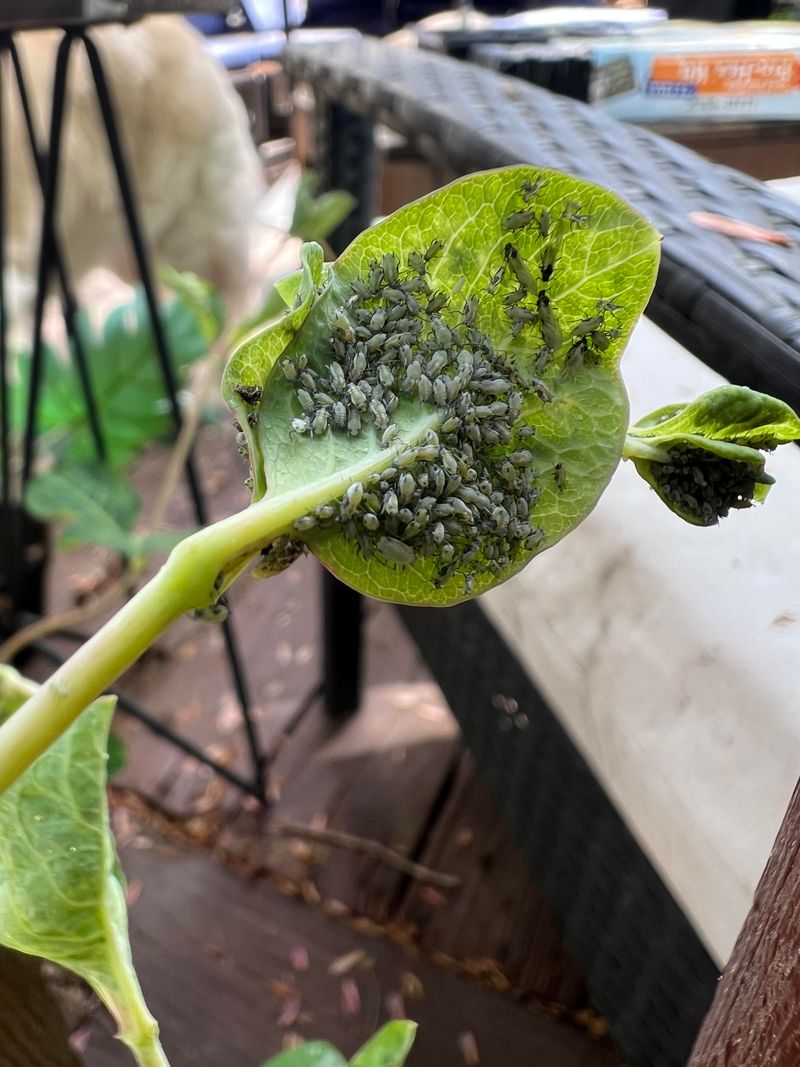 Deters Aphids and Cutworms