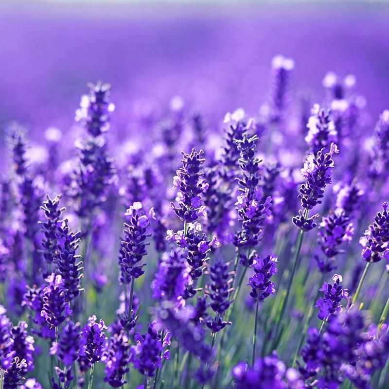 Select Reblooming Varieties