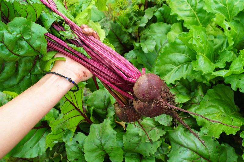 Hydroponic Beet Revival
