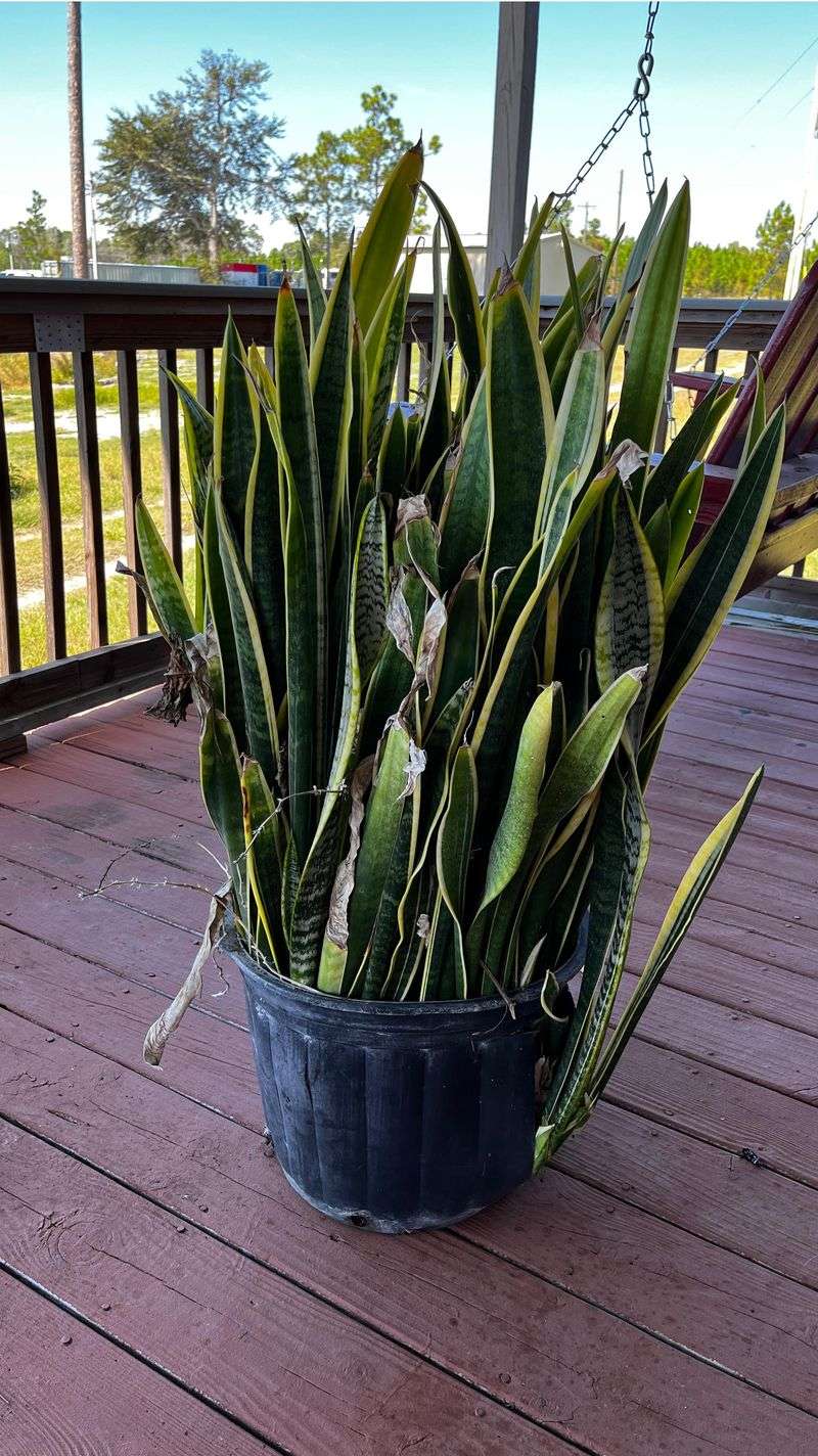 Apply Gentle Root Pressure