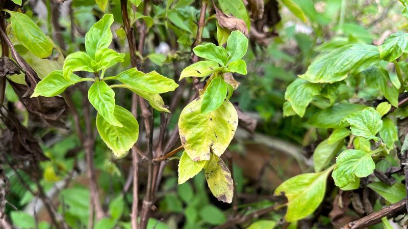 Trim Away Dead Leaves